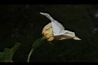 木虌子-雌花02.JPG