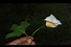 木虌子-雌花06.JPG