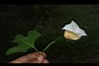 木虌子-雌花07.JPG