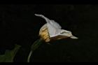 木虌子-雌花08.JPG