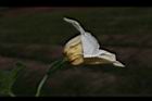 木虌子-雌花09.JPG