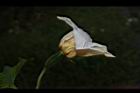 木虌子-雌花10.JPG