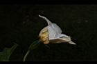 木虌子-雌花12.JPG
