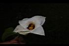 木虌子-雌花14.JPG