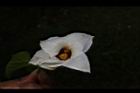 木虌子-雌花15.JPG