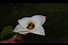 木虌子-雌花16.JPG