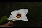 木虌子-雌花17.JPG