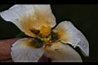木虌子-雌蕊01.JPG
