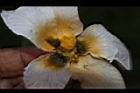木虌子-雌蕊02.JPG