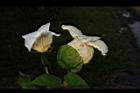 木虌子-雌雄花01.JPG
