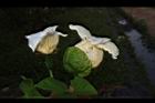 木虌子-雌雄花02.JPG