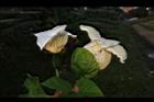 木虌子-雌雄花03.JPG