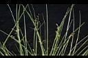 木虱草-花序00.JPG