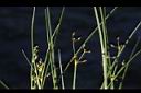 木虱草-花序03.JPG