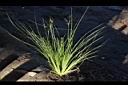 木虱草67.JPG