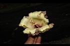 木蝴蝶-花內02.JPG