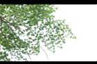木蝴蝶-葉05.JPG