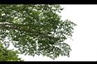 木蝴蝶-葉06.JPG