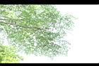 木蝴蝶-葉07.JPG