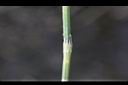 木賊-葉11.jpg