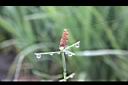 木賊18.jpg