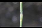 木賊-葉10.jpg