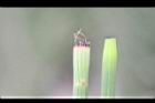 木賊-葉4.jpg