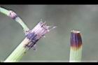 木賊-葉7.jpg