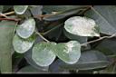 木防己-葉02.jpg