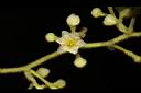 木防己-雌花06.JPG