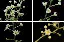 木防己-雌花1.jpg