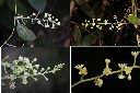 木防己-雌花序1.jpg