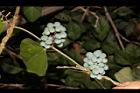 木防己-實36.JPG