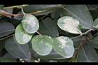 木防己-葉03.jpg
