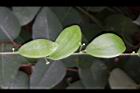 木防己-葉07.jpg