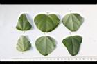 木防己-葉13.JPG
