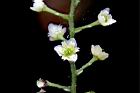 木防己-雌花02.jpg
