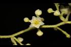 木防己-雌花07.JPG