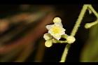 木防己-雌花08.JPG