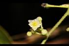 木防己-雌花09.JPG