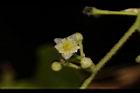 木防己-雌花10.JPG