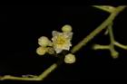 木防己-雌花11.JPG