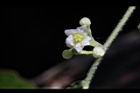 木防己-雌花12.JPG