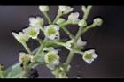 木防己-雌花13.jpg