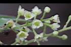 木防己-雌花15.jpg