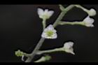 木防己-雌花16.jpg