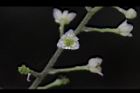 木防己-雌花17.jpg