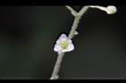 木防己-雌花18.jpg