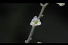 木防己-雌花19.jpg