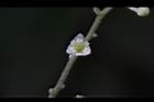 木防己-雌花20.jpg